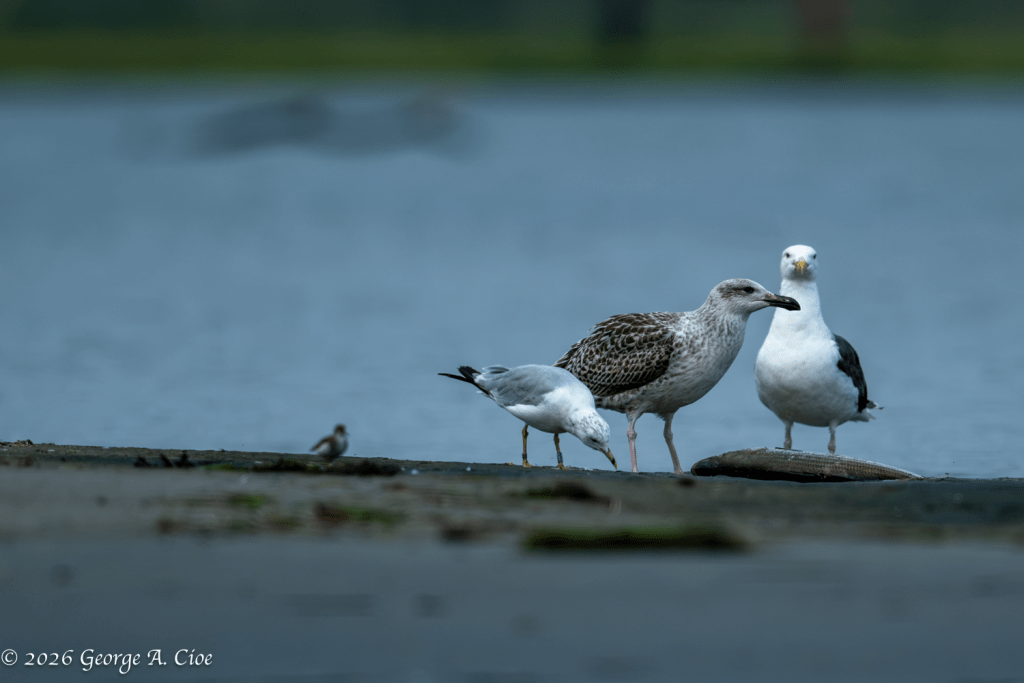 “From Greatest to Least” Ring-billed Gull with Great Black-backed Gulls