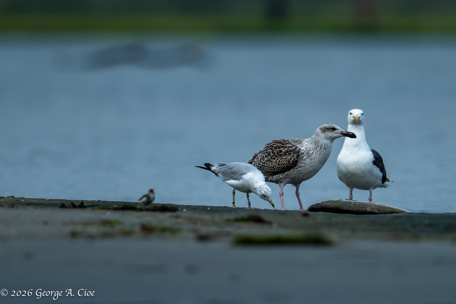 From Least to Greatest: Breakfast on the Sandbar