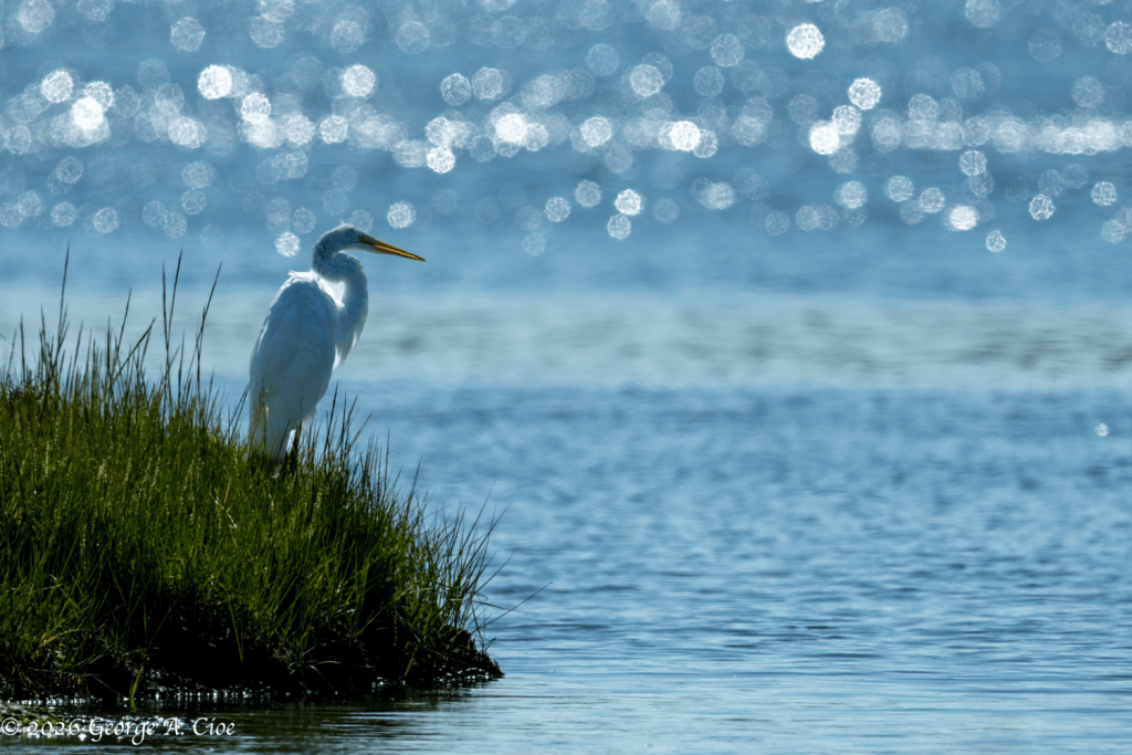 "The Egret and the Dancing Light" Great Egret