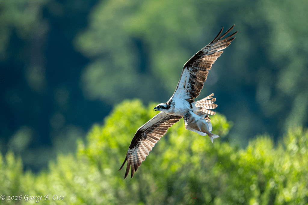 “Evolution Has a Handle on It” Osprey with Scup