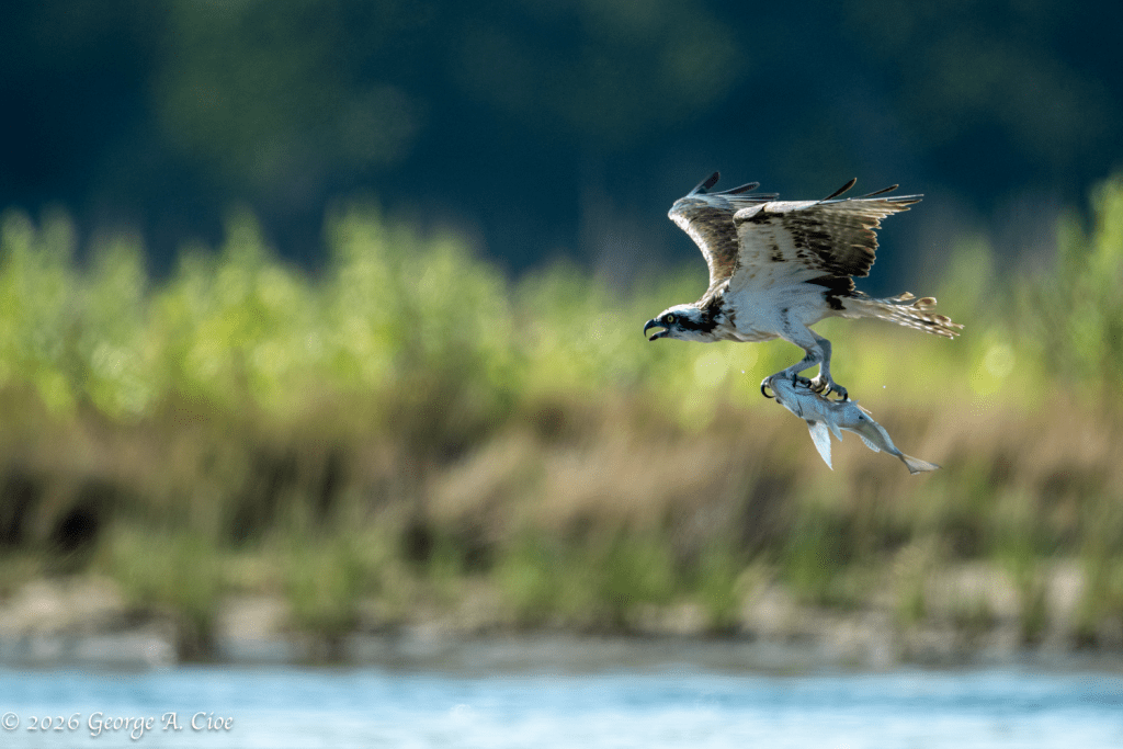 “No Reservations Required” Osprey with Scup