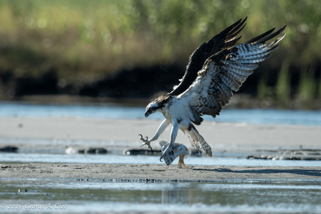 “A Moment to Regroup” Osprey with Scup
