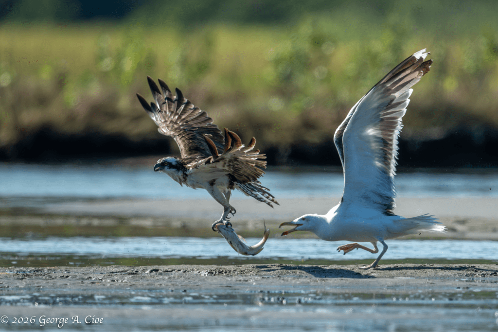“The Lunch Rush” Osprey with Great Black-backed Gull