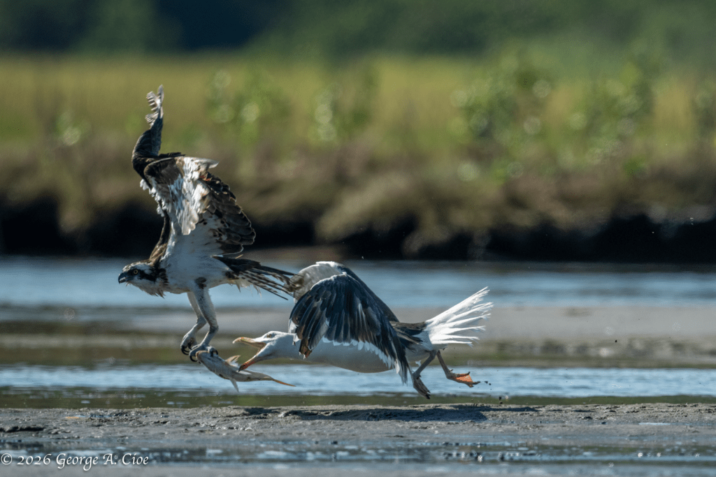“Not Yours!” Osprey with Great Black-backed Gull