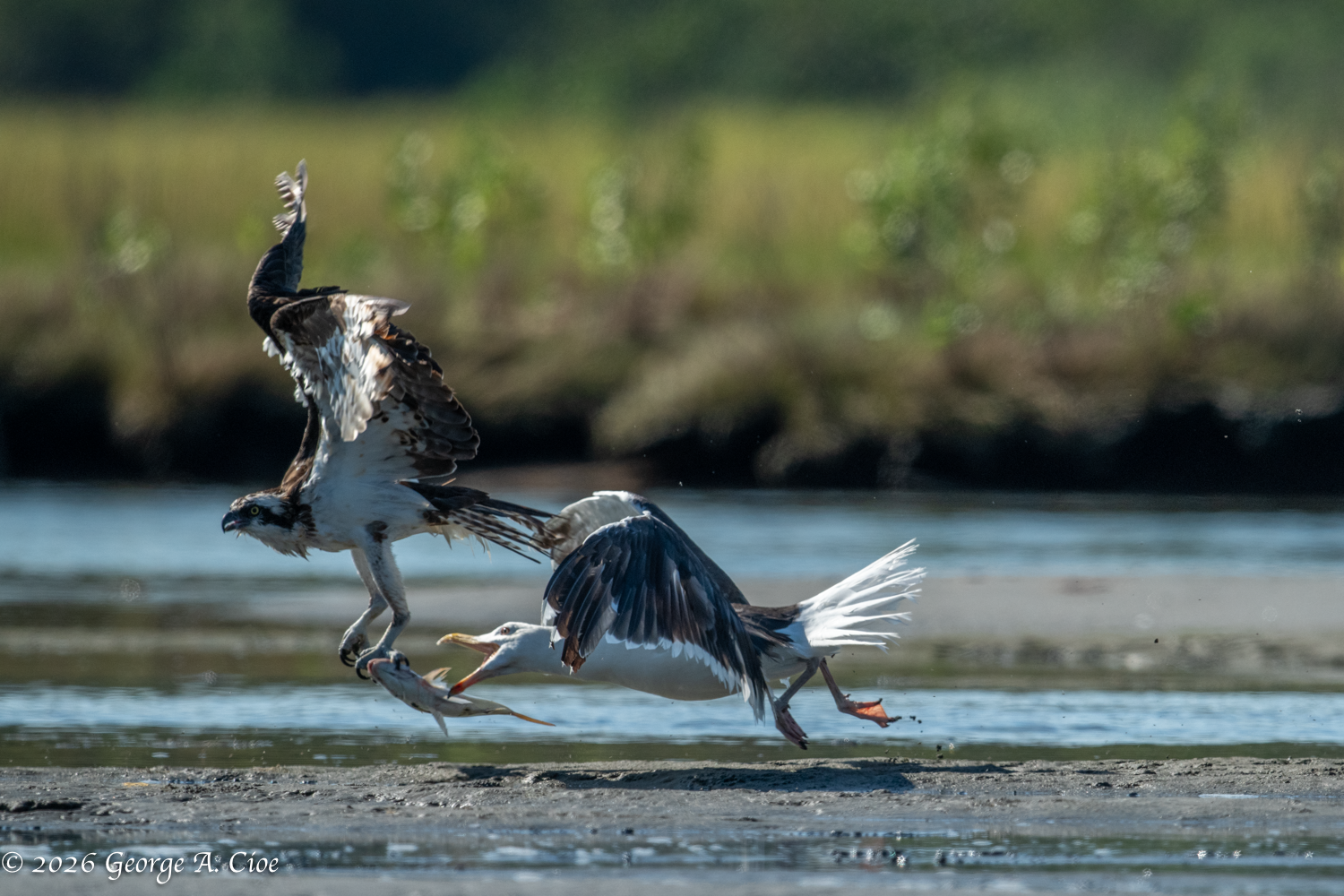 The Dive I Missed. The Drama I Didn’t: Osprey Adventures
