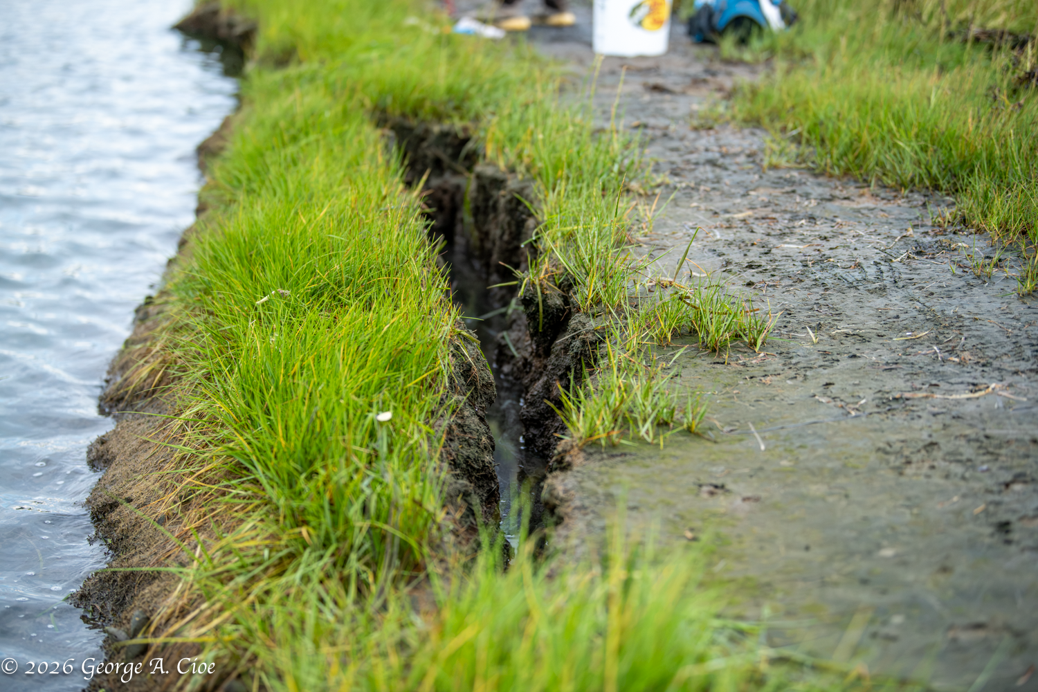 Narragansett’s Yellowstone: Conservation at Risk
