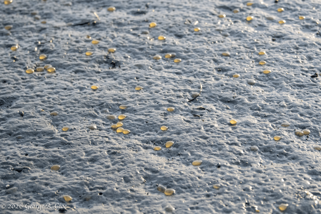 “The Salps Are Down” Found on The Narrow River