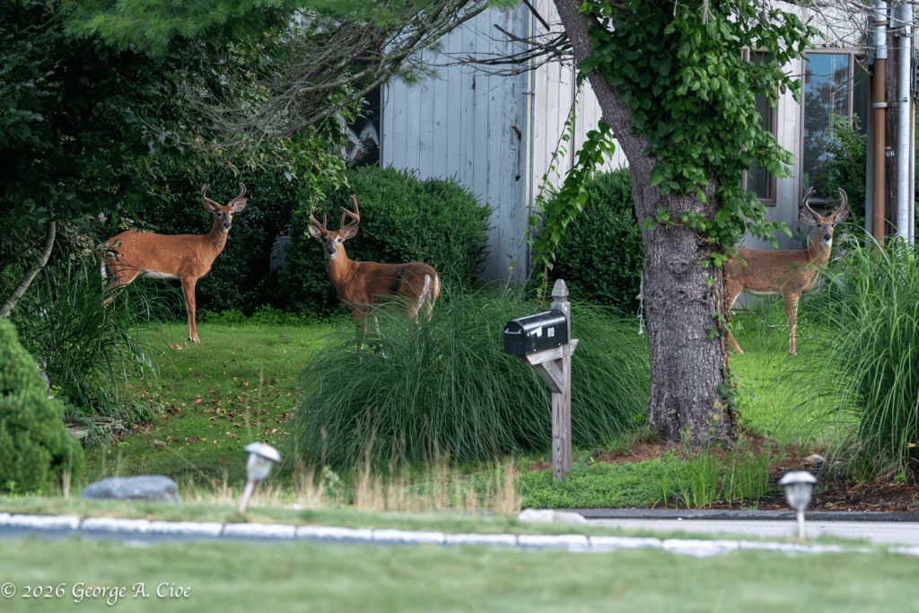 "The Northgate Bachelor Club" White-tailed Bucks