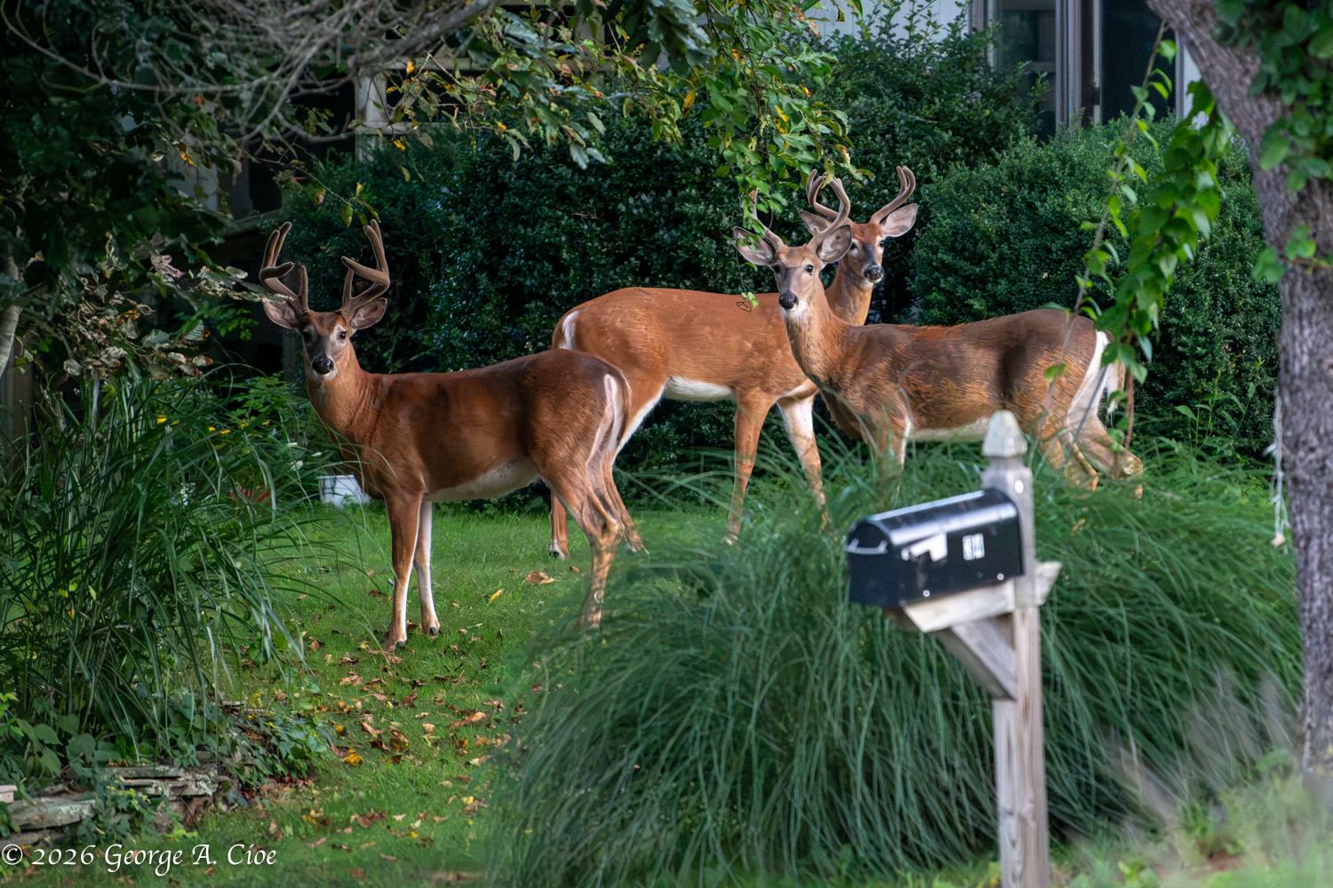 Three Bucks at Northgate: Meet the Neighborhood Watch