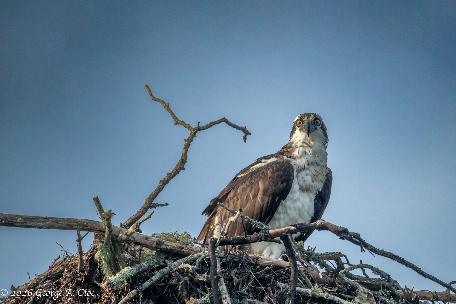 The Promise of Return: Ospreys Above Narrow River