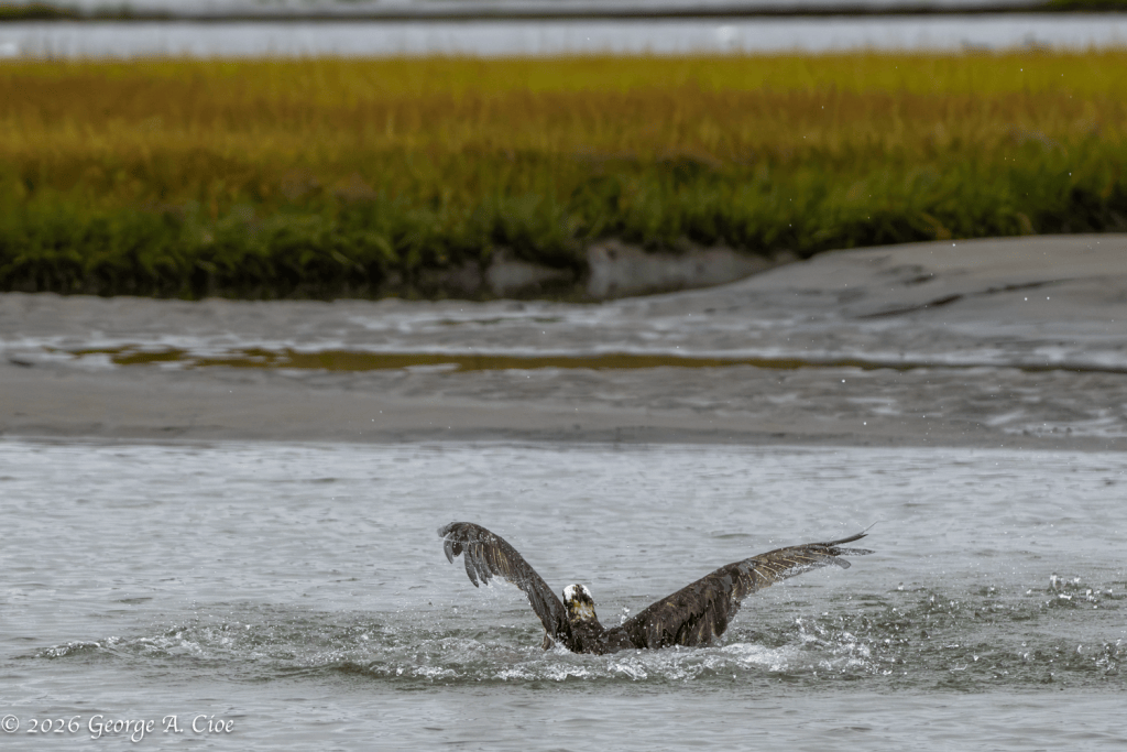 “The After-Splash” Osprey