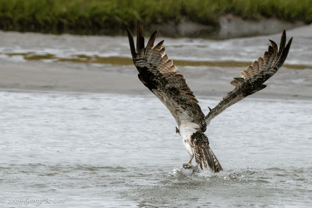 “Houston, We Have a Fish” Osprey