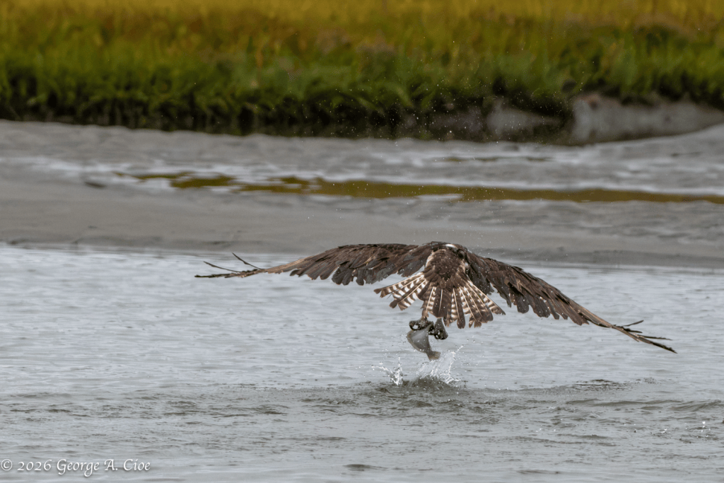 “Cleared for Takeoff” Osprey