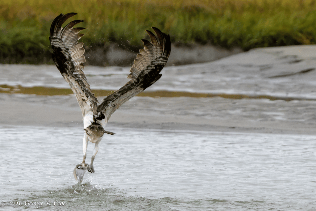 “Worth Getting Wet For” Osprey