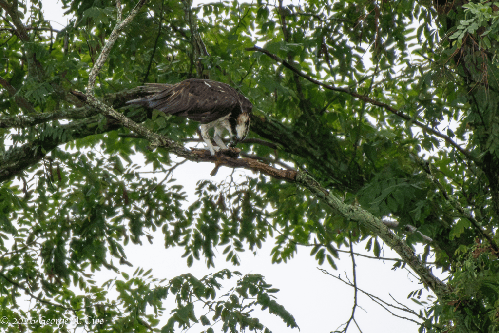 “Table for One” Osprey