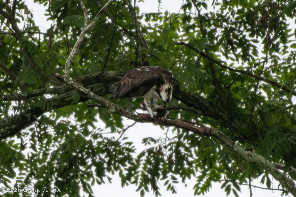 “Fresh Catch” Osprey