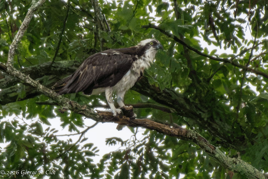 “Yeah, I Did That” Osprey
