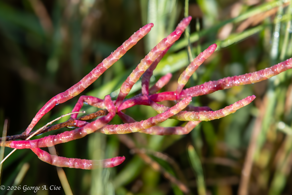 “Built for Salt” Glasswort