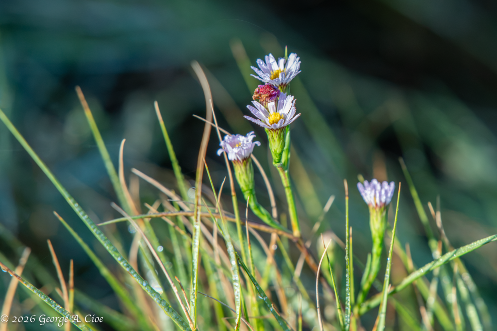 “The Marsh Blooms” Annual Saltmarsh Aster