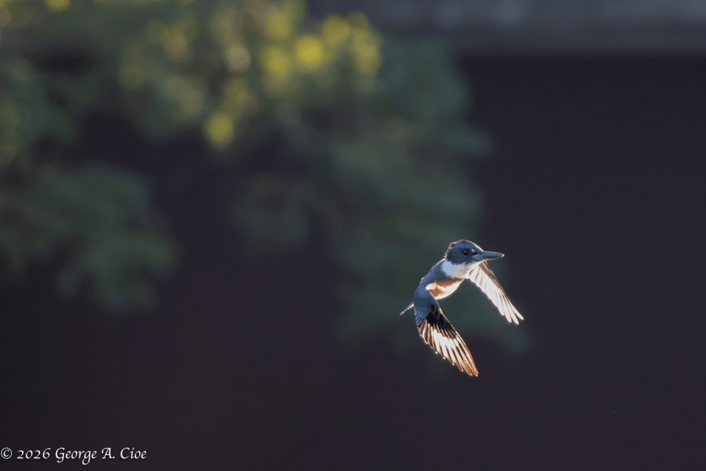 “Approach With Caution” Belted Kingfisher