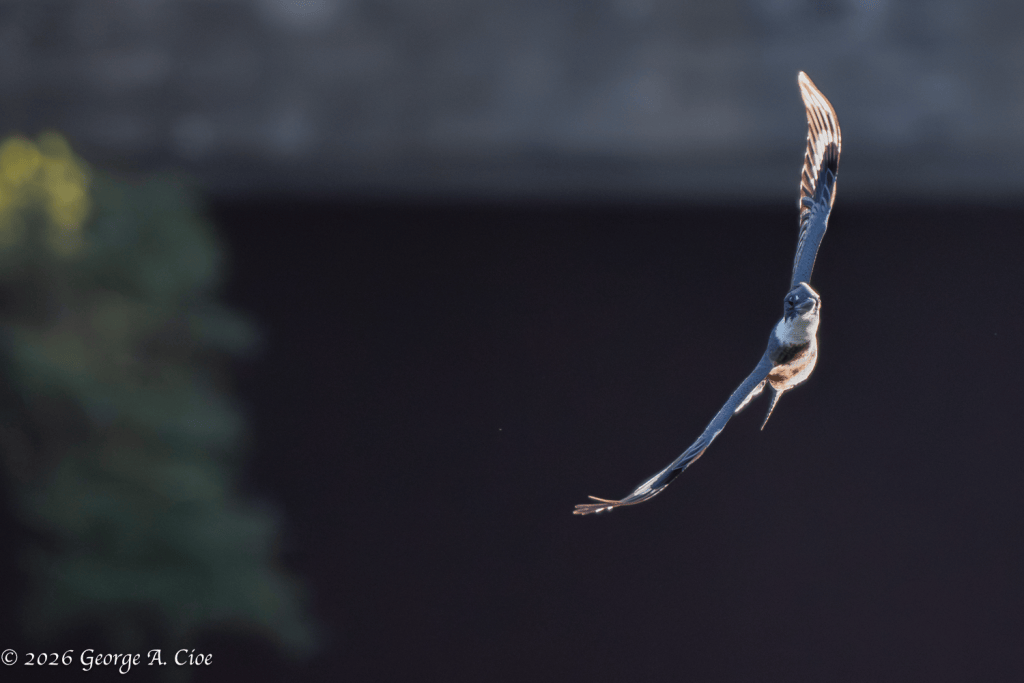 “Head Level, Photographer Not” Belted Kingfisher