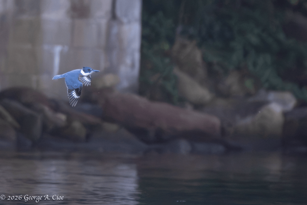 “Catch Me If You Can” Belted Kingfisher