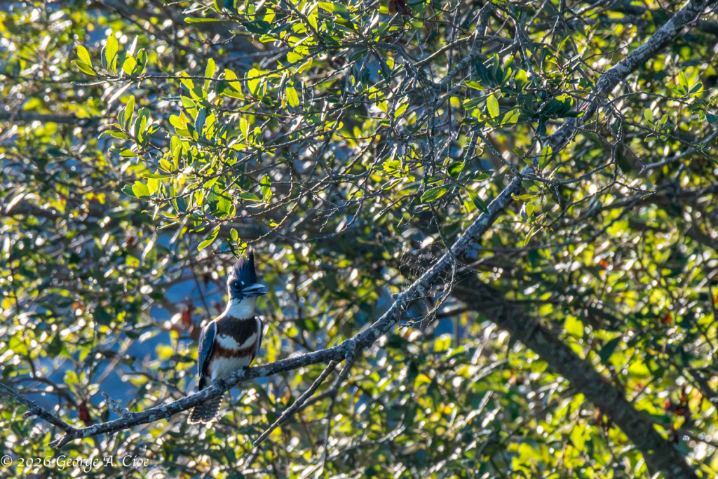 “The River’s Loudspeaker” Belted Kingfisher