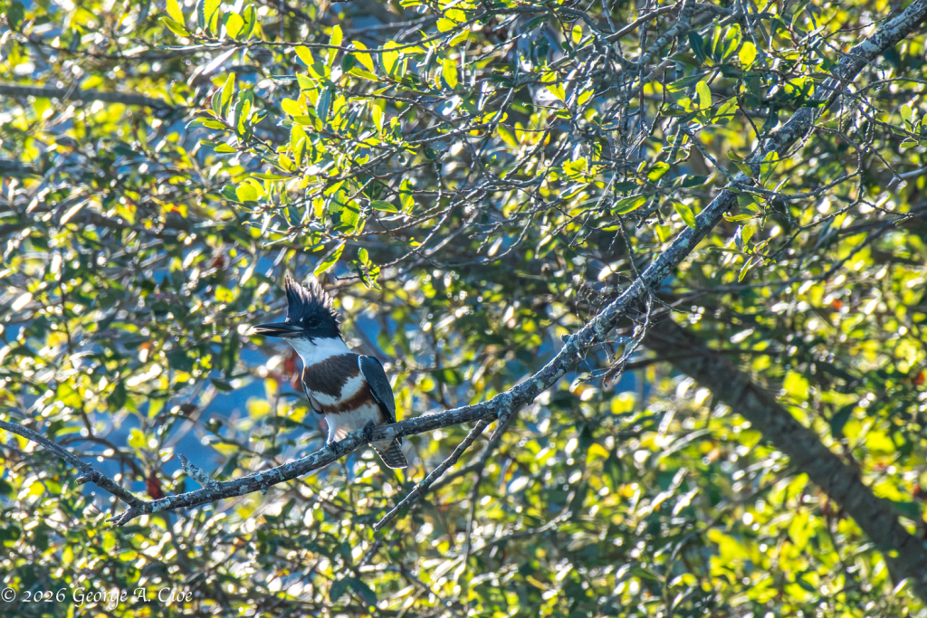 “Quiet Was Nice While It Lasted” Belted Kingfisher