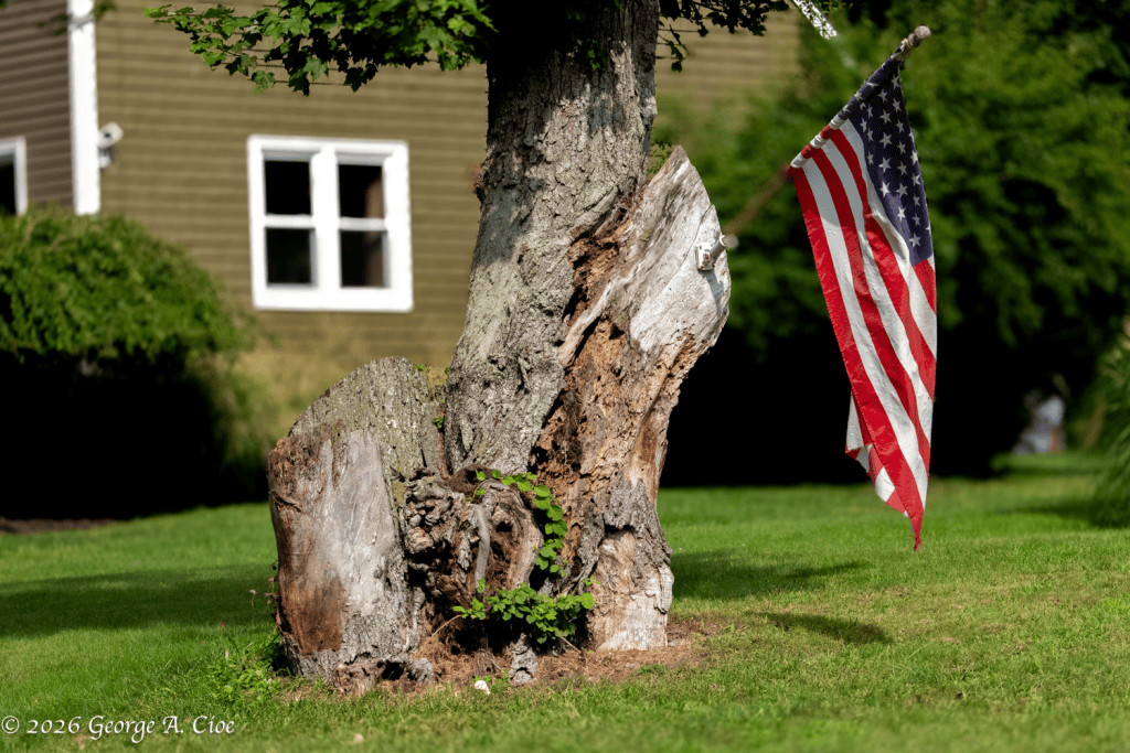 "Rooted in the Republic" A Neighbor's Patriotism