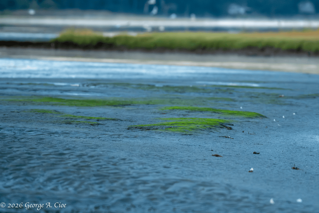 “A Whisper Across the Mud” Narrow River