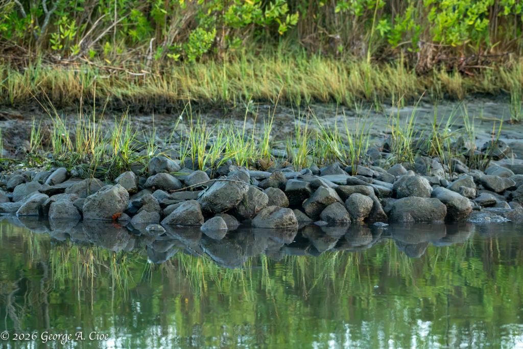 “Hope Takes Root” Cordgrass