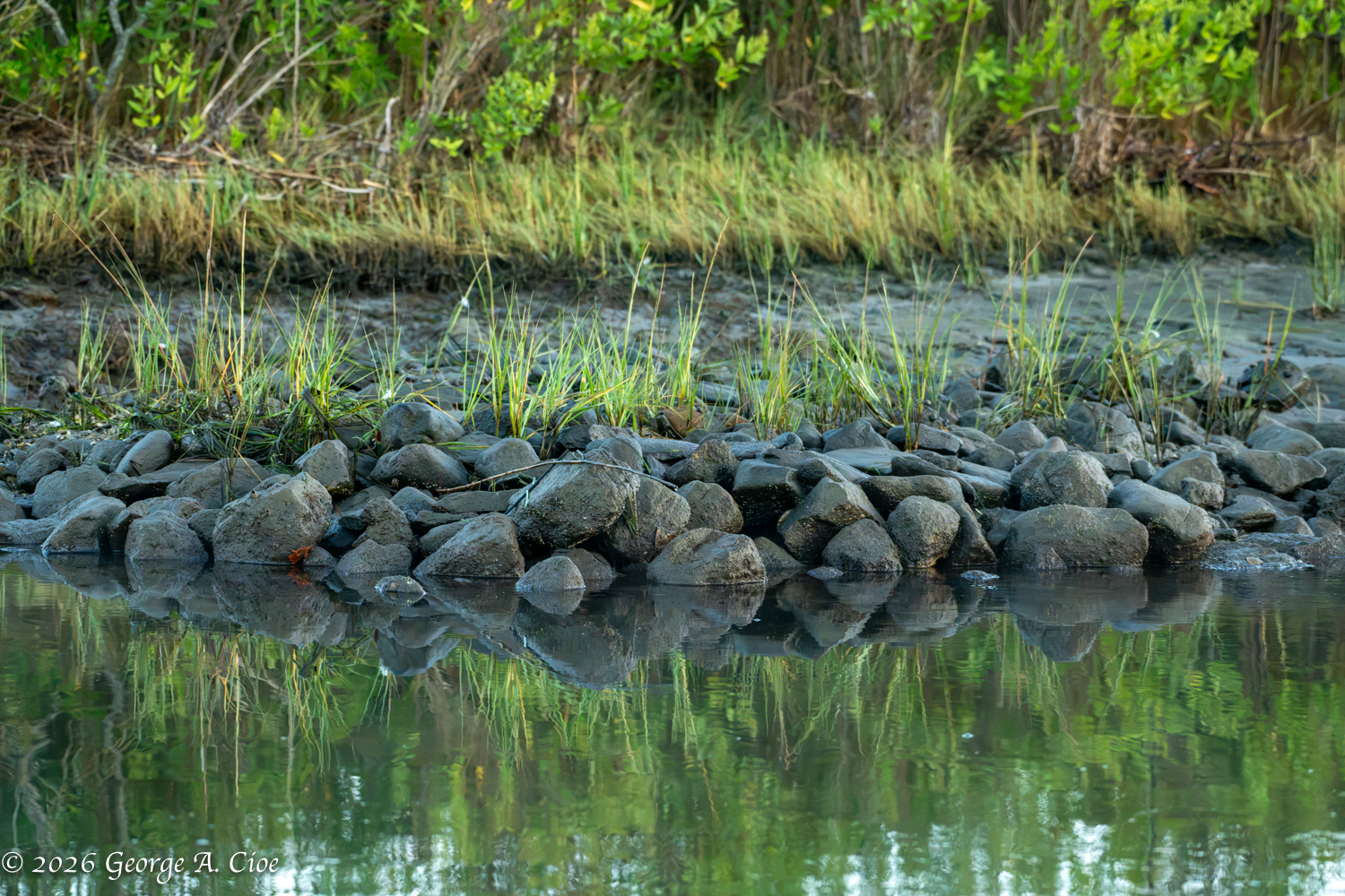 Is the Marsh Celebrating—or Warning Us?