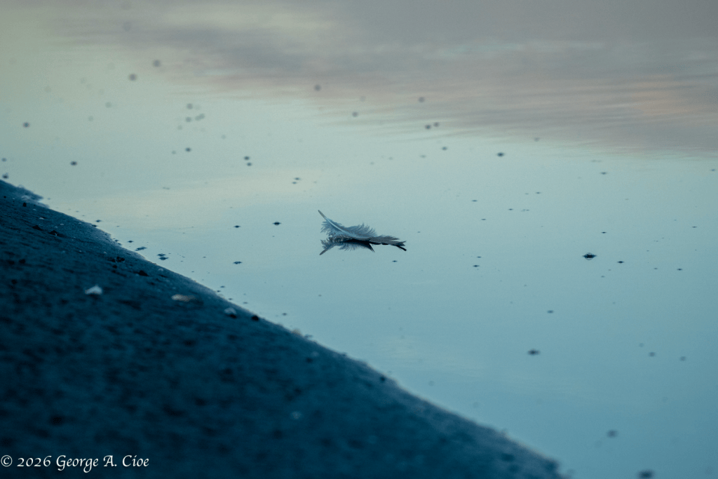 "The Exhibition Opens" Gull Feather Floating on Tide