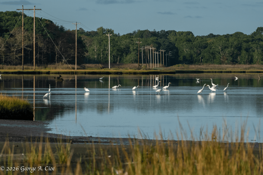 “Working the Waterfront” Great Egrets and Snowy Egrets