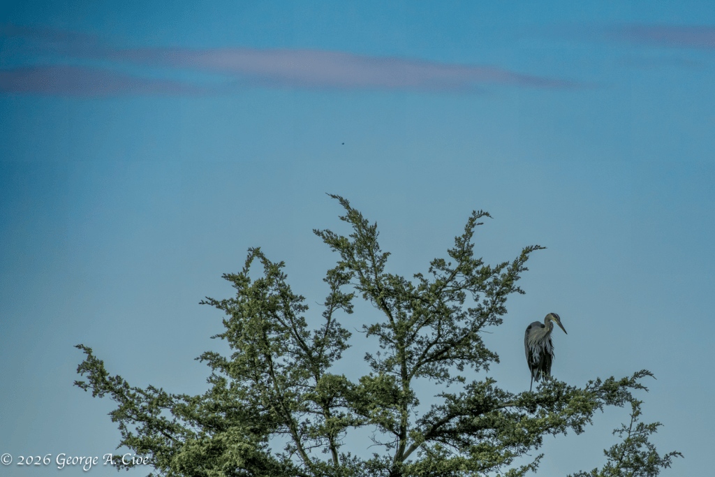 "Blue on Blue" Great Blue Heron