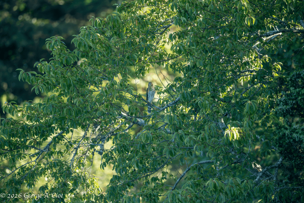“Find the Hawk, Lose Your Mind” Juvenile Hawk