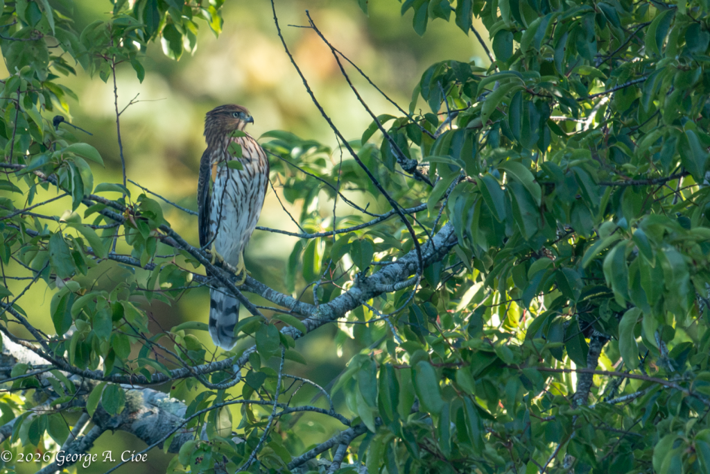“The Witness Refuses to Cooper” Juvenile Hawk