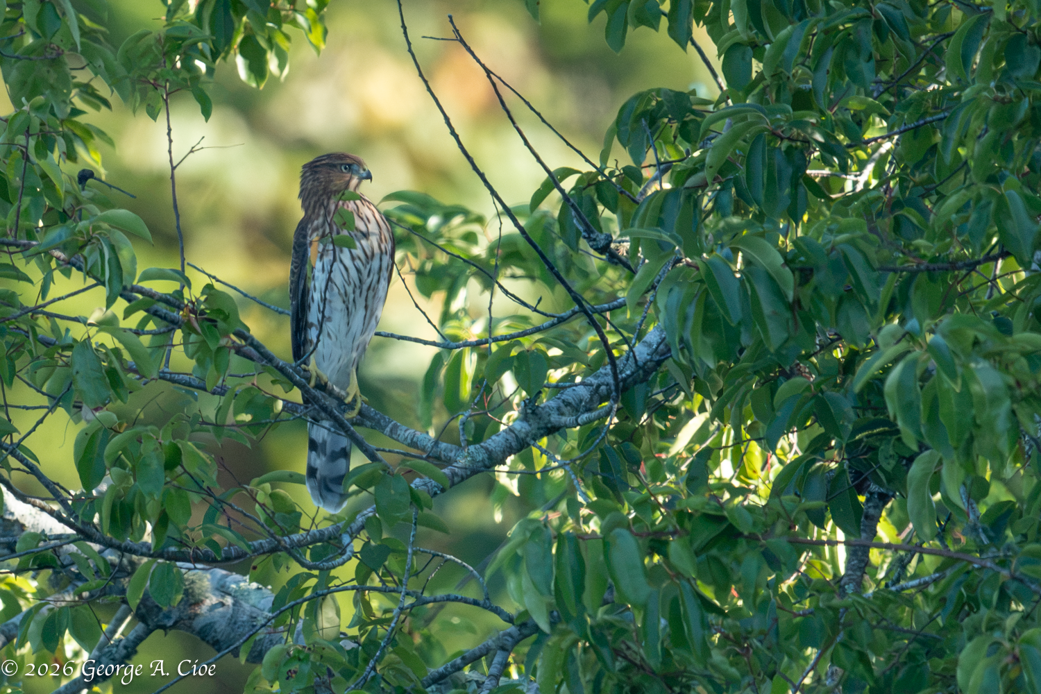 “The Witness Refuses to Cooper” Juvenile Hawk