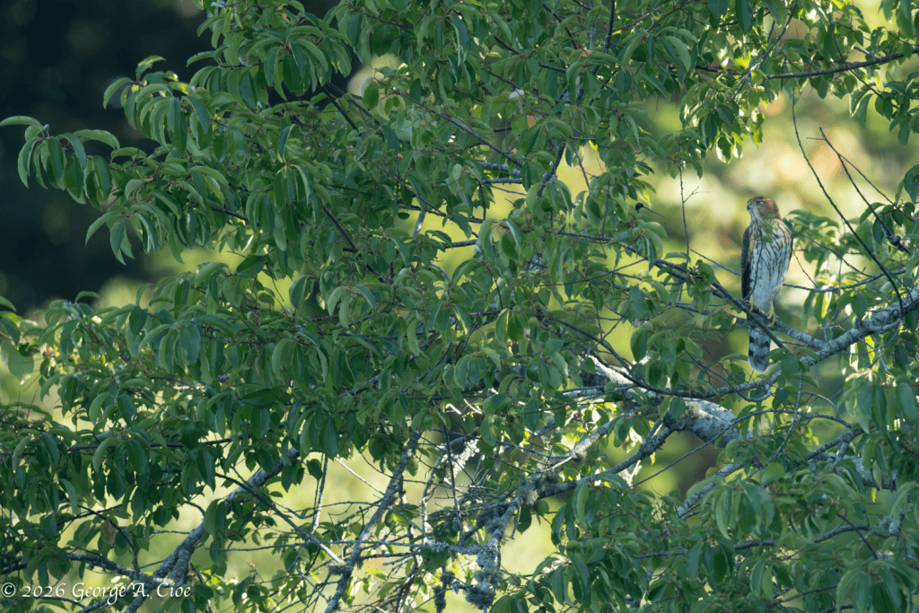 “The Accused” Juvenile Hawk