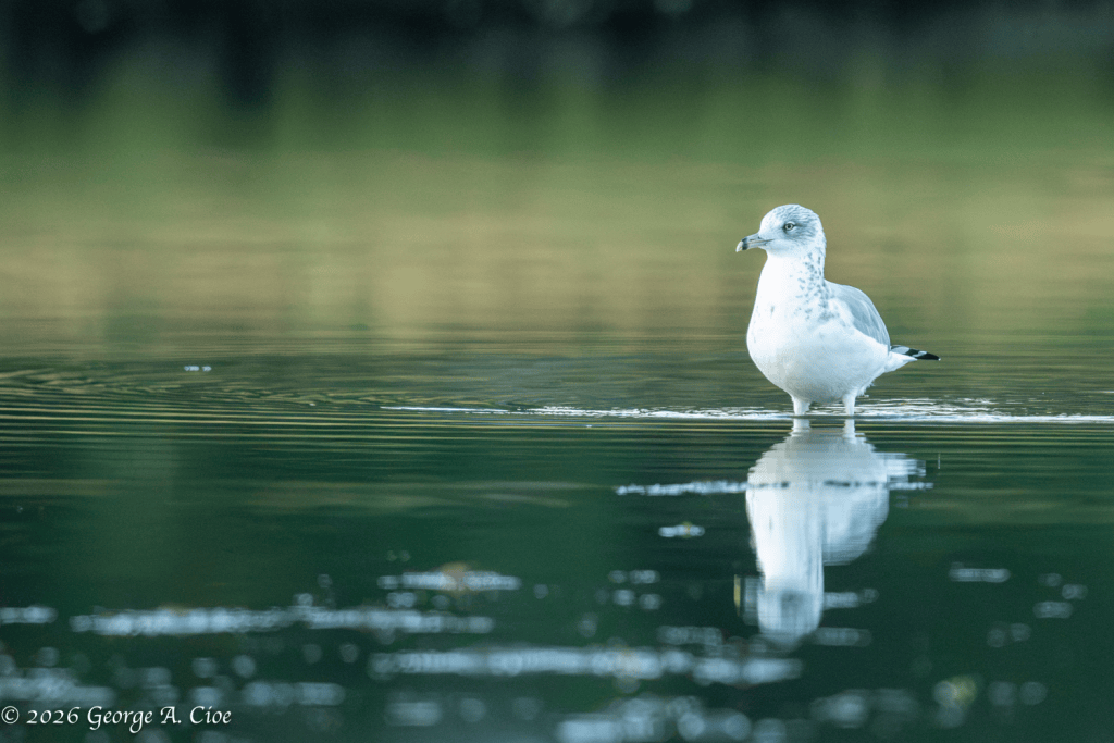 “An Audience of One” Ring-billed Gull
