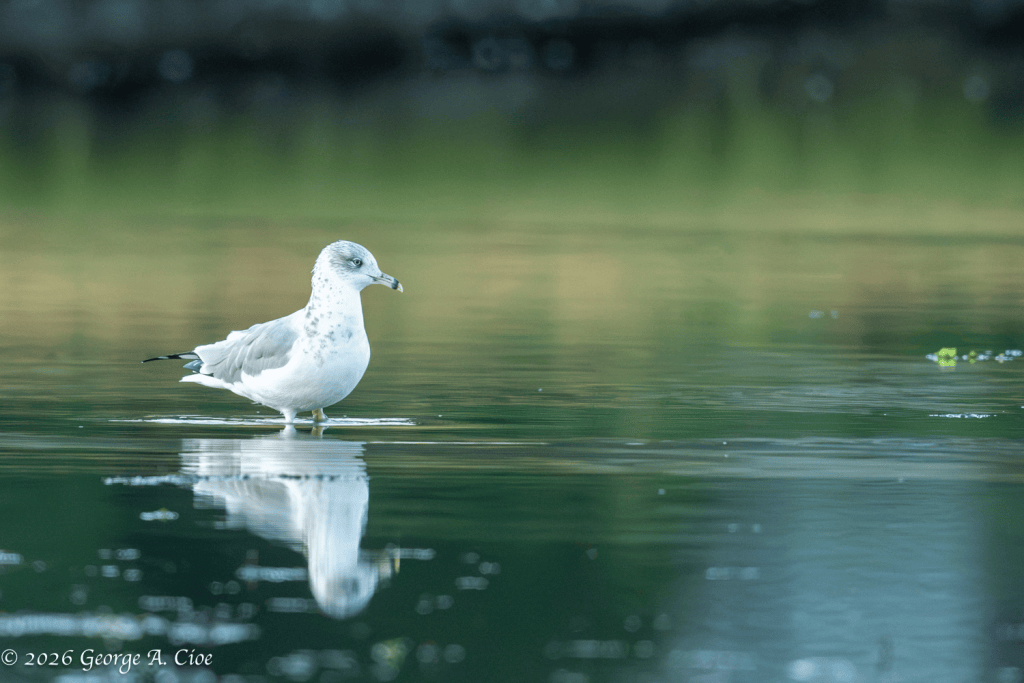 “Between Night and Morning” Ring-billed Gull