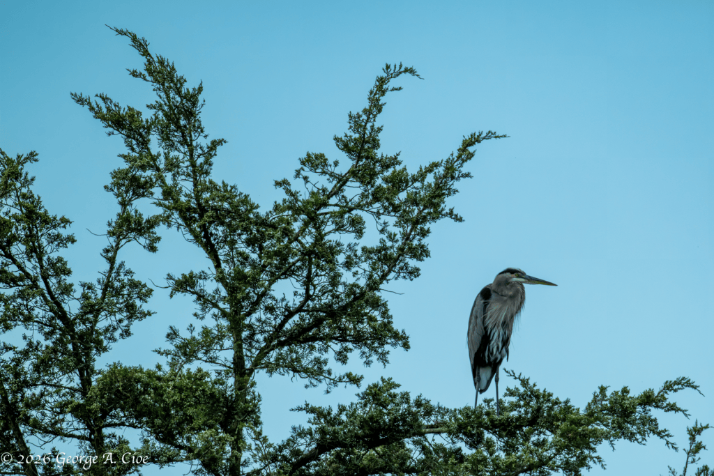 "The High-Rise Heron" Great Blue Heron