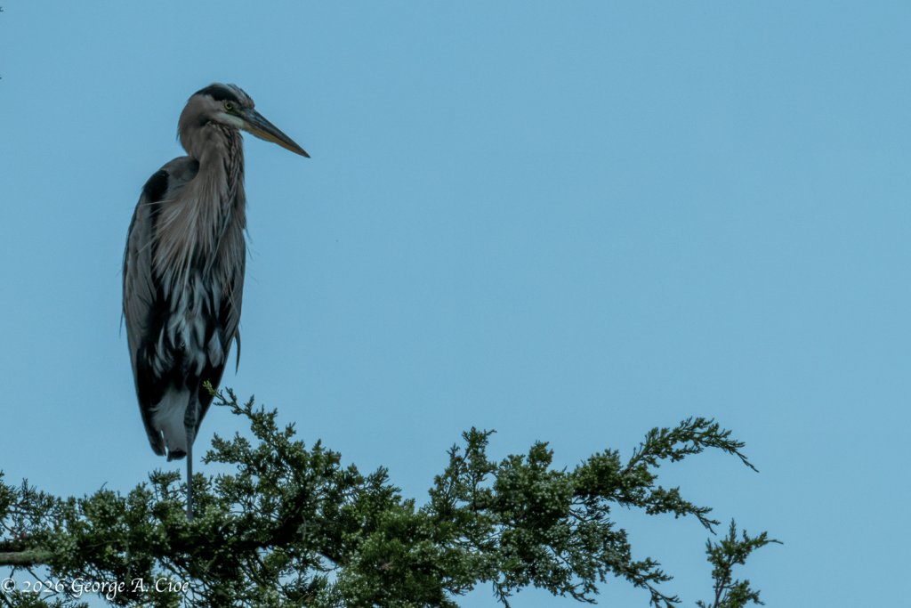 "Above the Marsh" Great Blue Heron