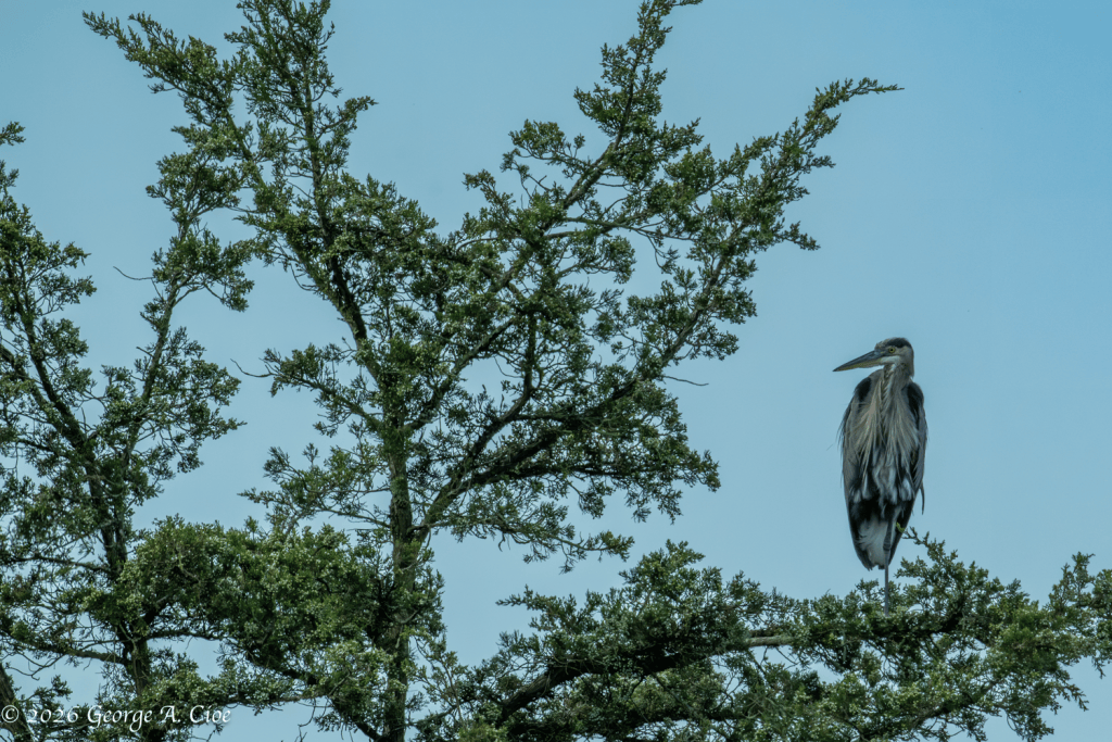 "Waiting for My Return" Great Blue Heron