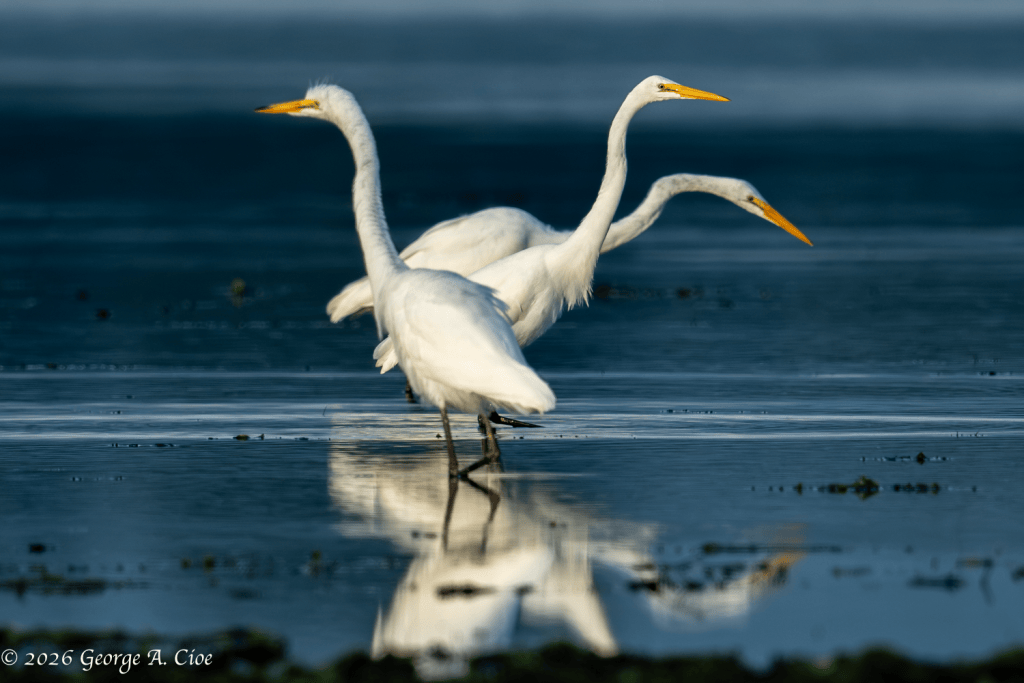 “Charlie’s Anglers” Three Great Egrets