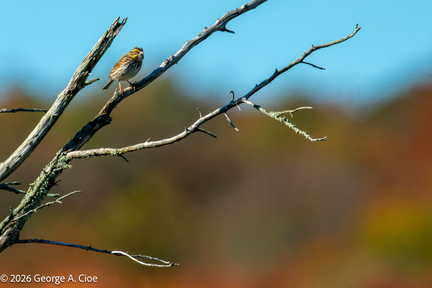 I Went Looking for a Saltmarsh Sparrow. Nature Had Other Plans.