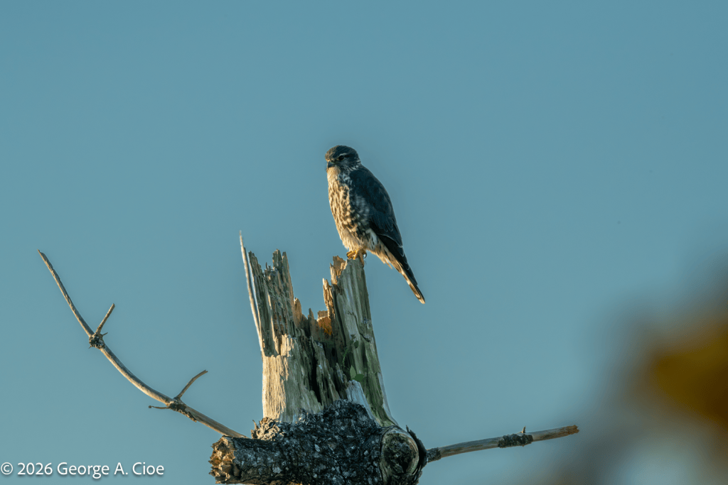 "A Falcon in the Morning Light" Sachuest Point National Wildlife Refuge, RI