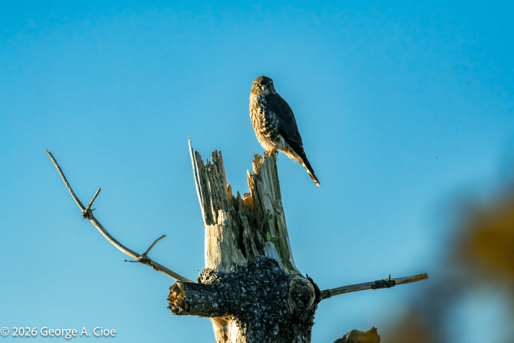 "Eye to Eye with a Merlin" Sachuest Point National Wildlife Refuge, RI