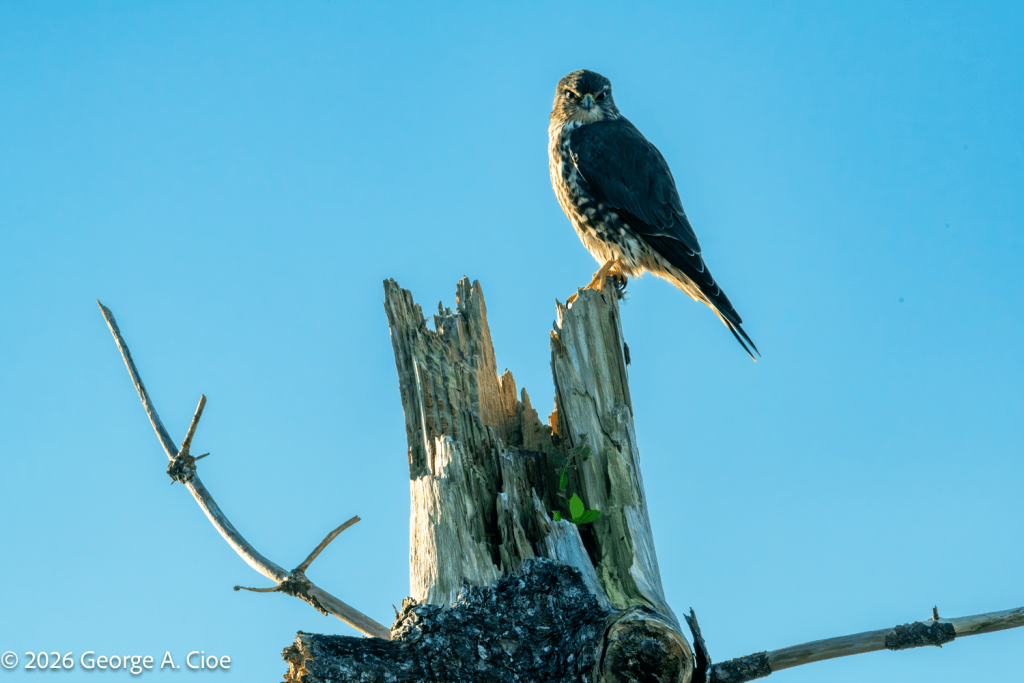 "The Look That Stops You" Sachuest Point National Wildlife Refuge, RI