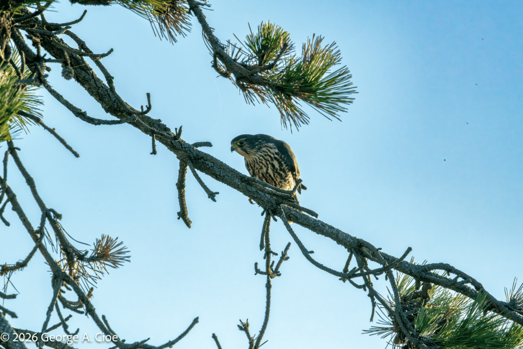 "A Pine-Side Perspective" Sachuest Point National Wildlife Refuge, RI